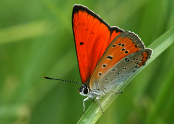 Großer Feuerfalter (Lycaena dispar) - © Gernot Kunz